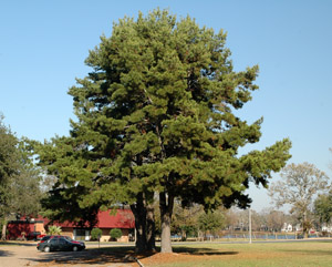 Spruce pine tree in landscape